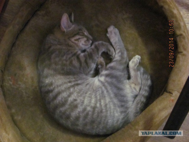 Котовторник 23.09.2014.