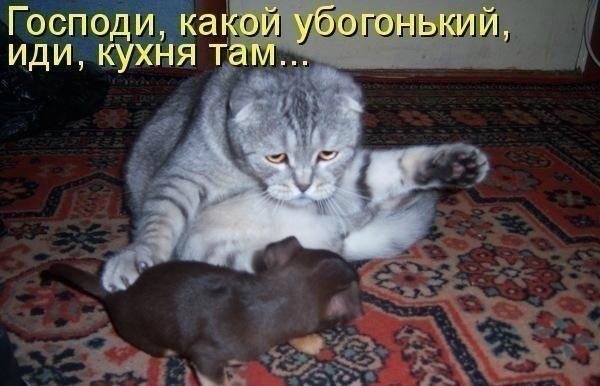 20 самых известных котов в интернете.