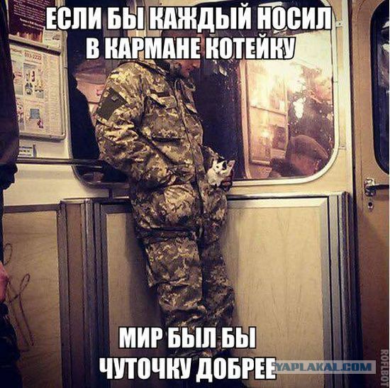 Котовторник 23.12.2014