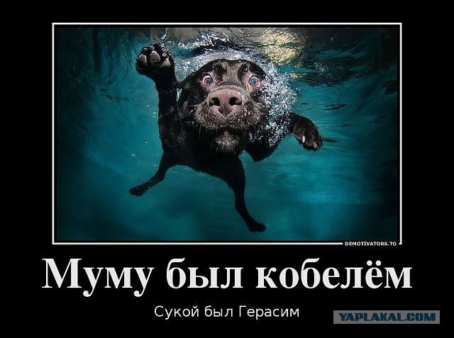 Веселые картинки