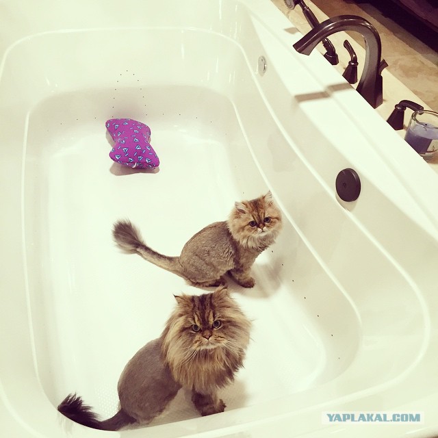 Котовторник