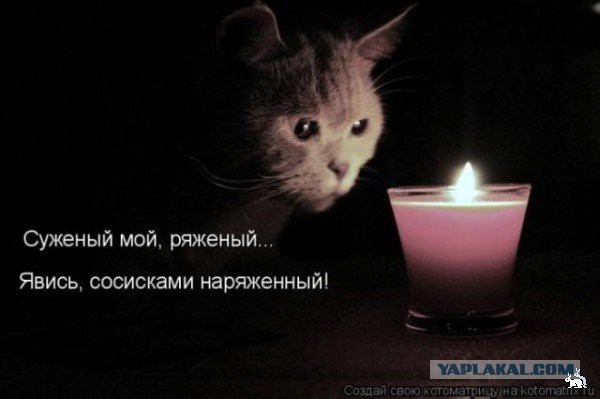 Котейка для сисадмина