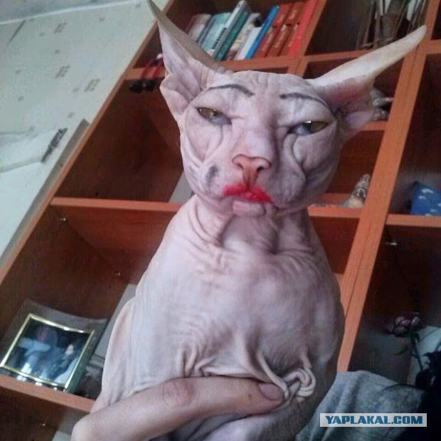 Если есть кошачье ню, то оно выглядит вот так...