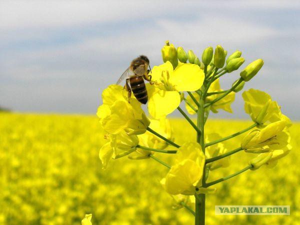 Как выглядят 19 популярных продукта