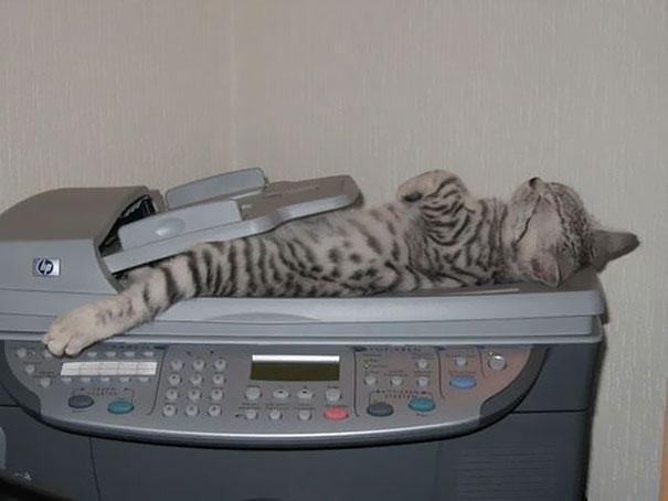 25 кошек, которые спят где угодно