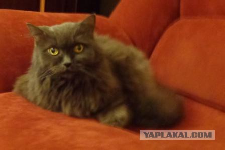 Котовторник   02.06.2015