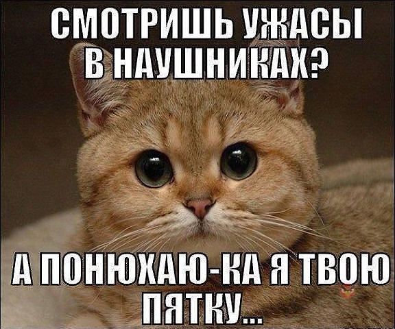 Известные котомемы.