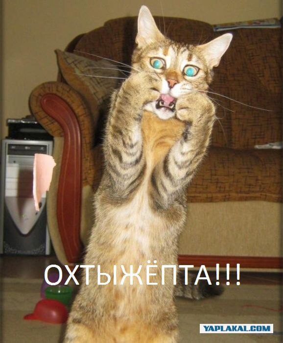 Неизвестное огромное существо жрёт дороги Самары