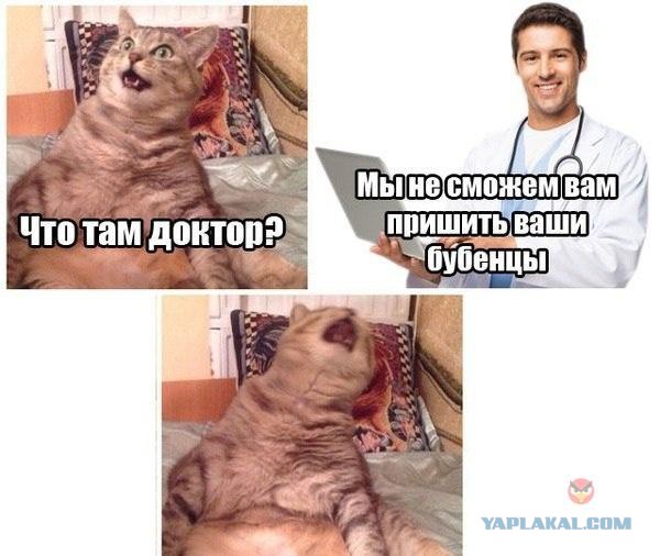 Когда твой кот - падонок