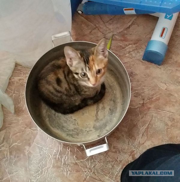 Вот я и нашел себе хозяина