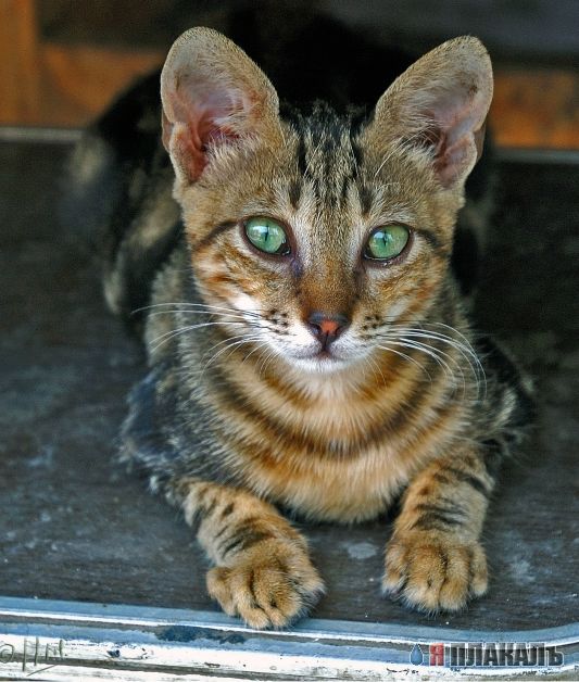 Коты, кошки, котята