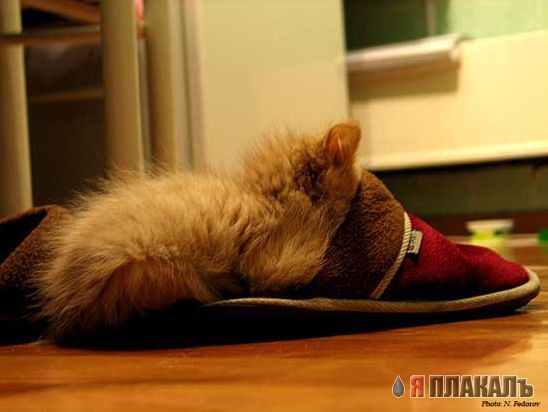 Коты, кошки, котята