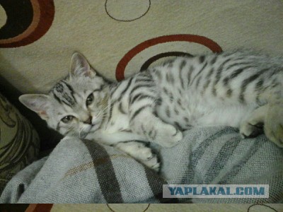 Котовторник 15.03