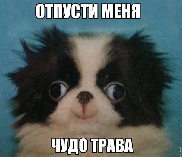Мохнатые беспредельщики