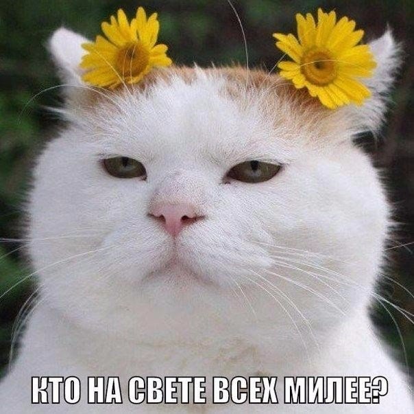 Мохнатые беспредельщики