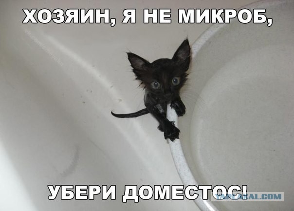 Котовторник на вторник, Котовторник