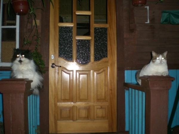 Когда два кота