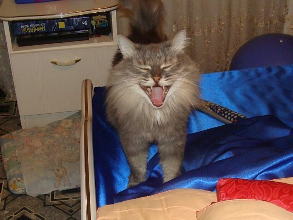 Коты из сети
