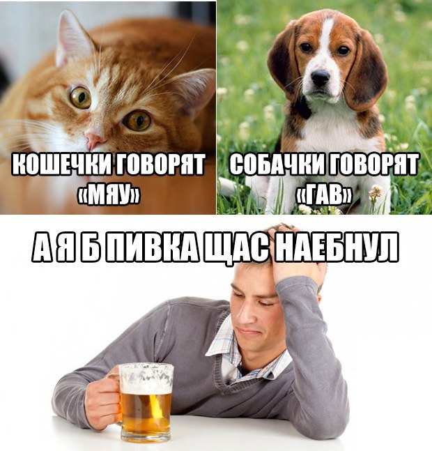 Весёлые картинки 16.12.2016.