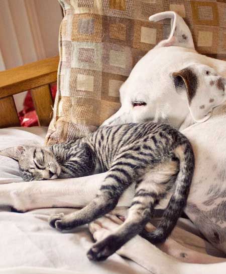 Коты из сети