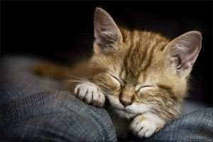 Коты из сети