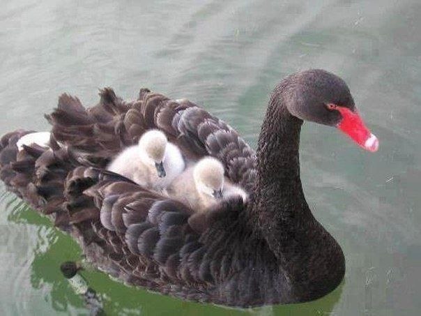 Самые смешные животные