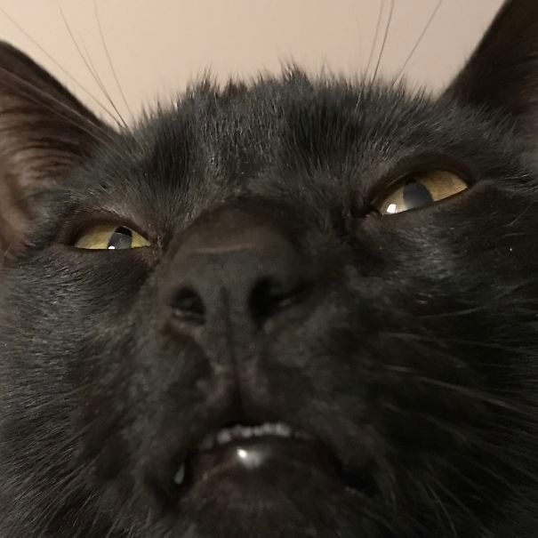 Коты и Кошки