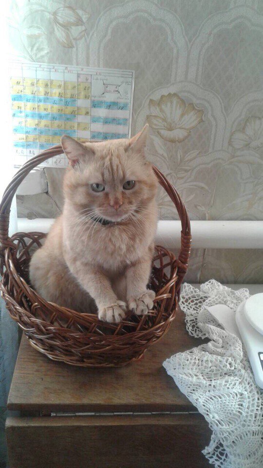 Коты и Кошки