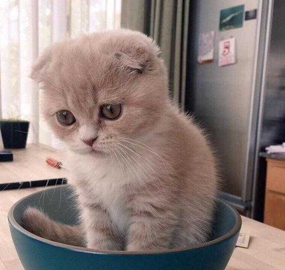 Коты и Кошки