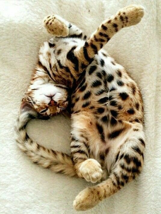 Коты и Кошки