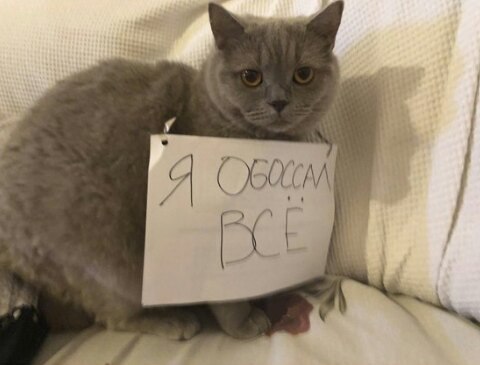 Прикольных котов пост