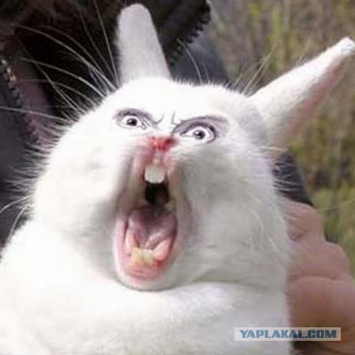 Поставил Жириновского на обратную перемотку