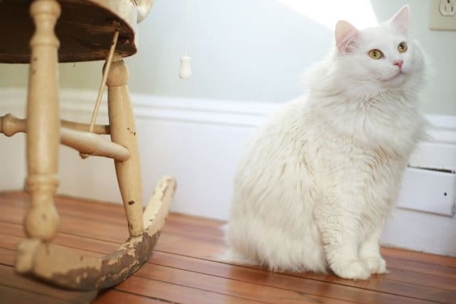Немного милоты