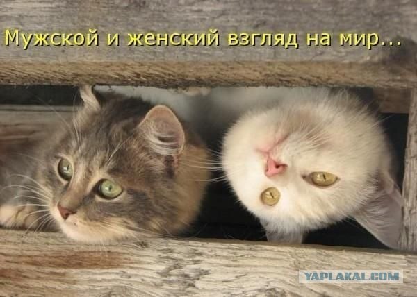 Ура, котовторник!