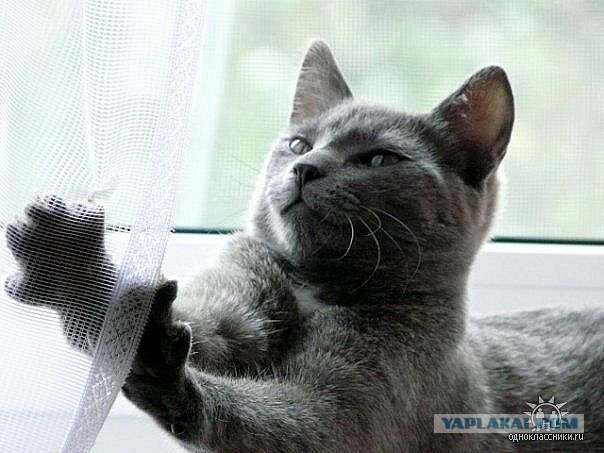 Котовторник на 29 июня