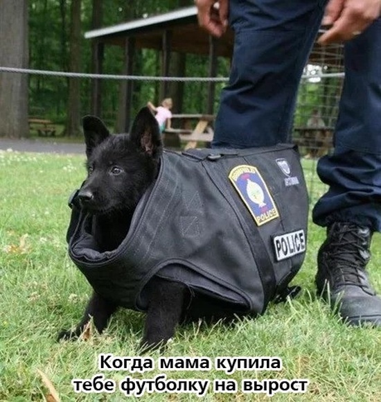 Нестандартный юмор