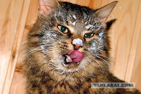 Котовторник, для любителей кошек