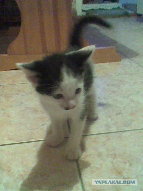 Десантный котовторник