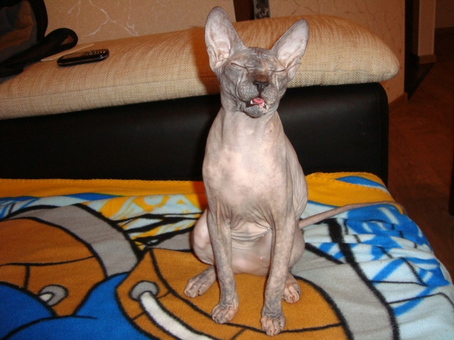 Котовторник 06.09.11
