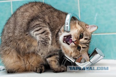 Профессиональный котовторник