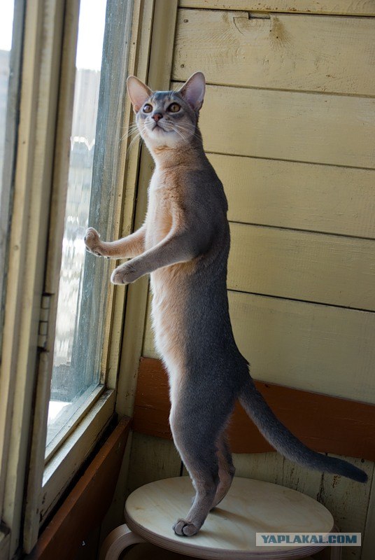 Котовторник! 08.11.11