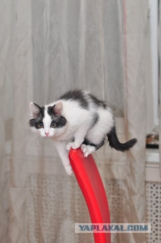 Котовторник 22.05.2012