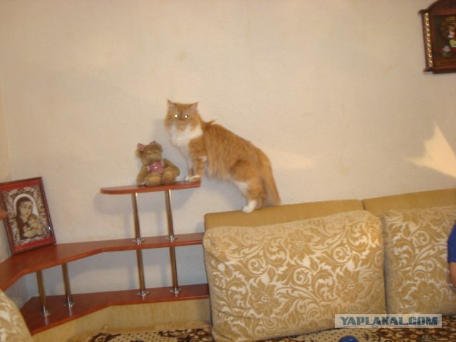 Котовторник  21.08.12
