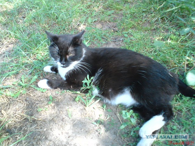 Котовторник  16.10.12