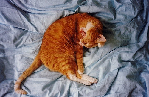 Котовторник однако