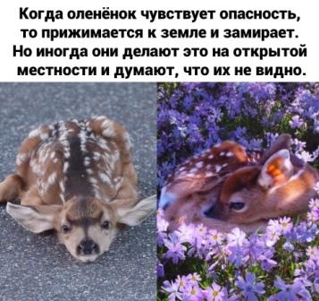 Юмор в картинках 17.11.20