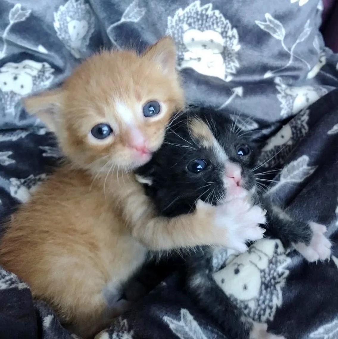 Кошка брата мам. Два котенка. Маленький котенок. Маленькие котята два. Маленький брошенный котенок.
