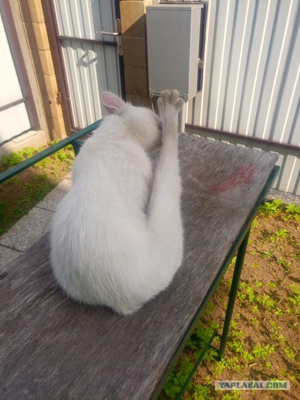 Хоба! Котовторник!