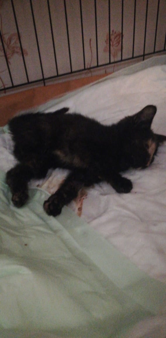 Мои личные котейки к котовторнику!