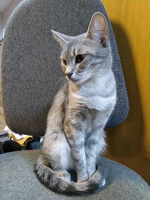 Котовторник. Поговорим о кличках, друзья